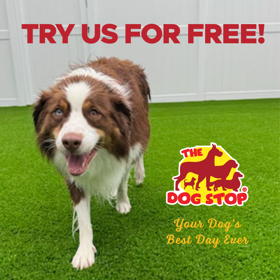 The Dog Stop - Lexington-South, KY Pet Boarding ad creative