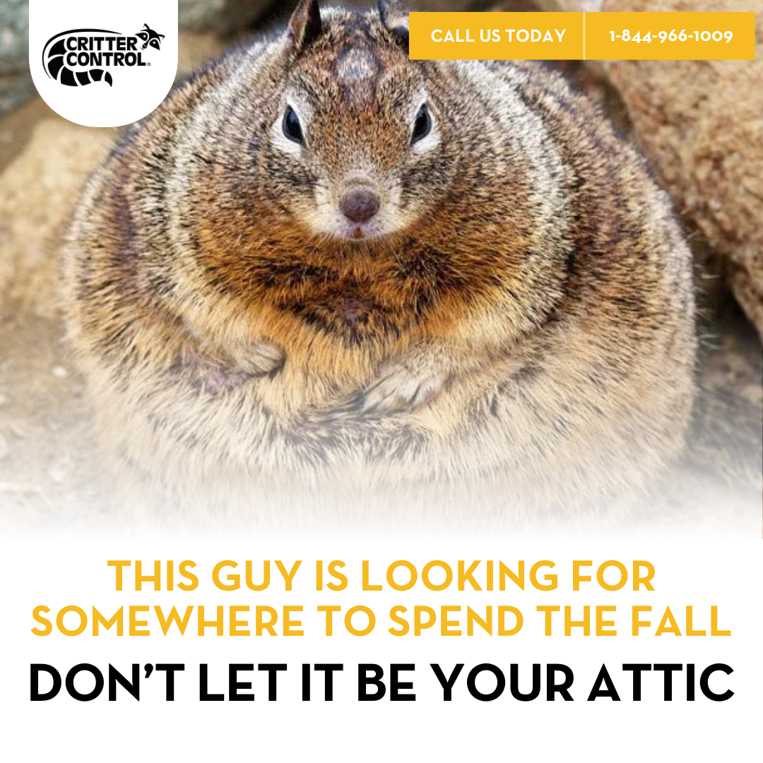 Fast & Reliable Wildlife Removal