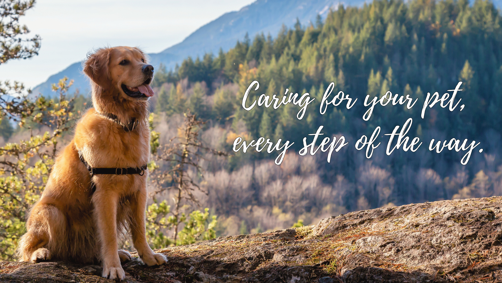 Little Mountain Veterinary Clinic