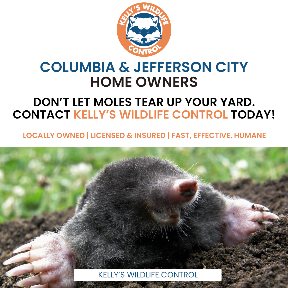 Moles In Your Yard? We Can Catch Them.