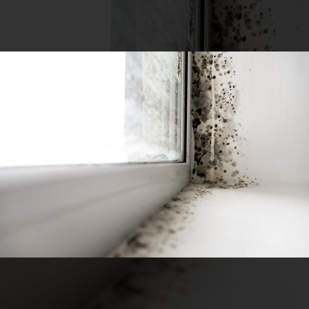 All Dry Services of Anderson, Clemson, & Greenville Water Damage Restoration ad creative