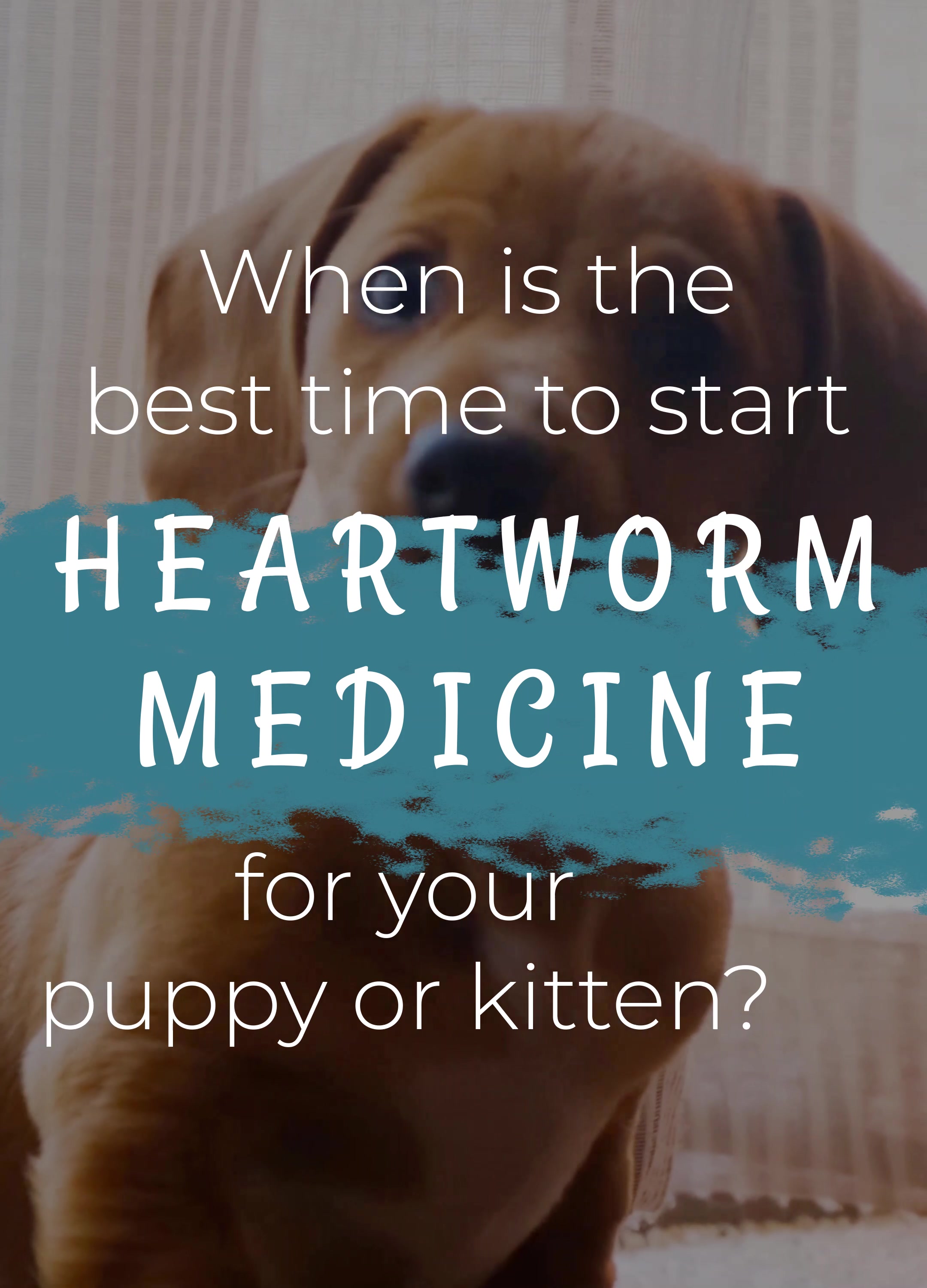 When should your pet start heartworm medication?