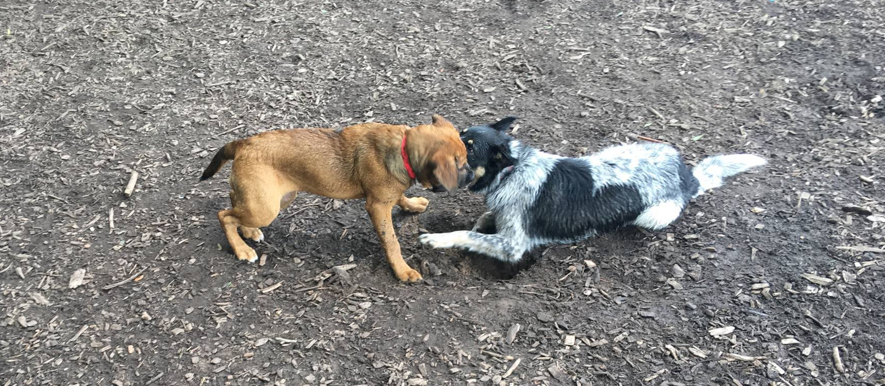 The Paw Pack Pet Boarding ad creative