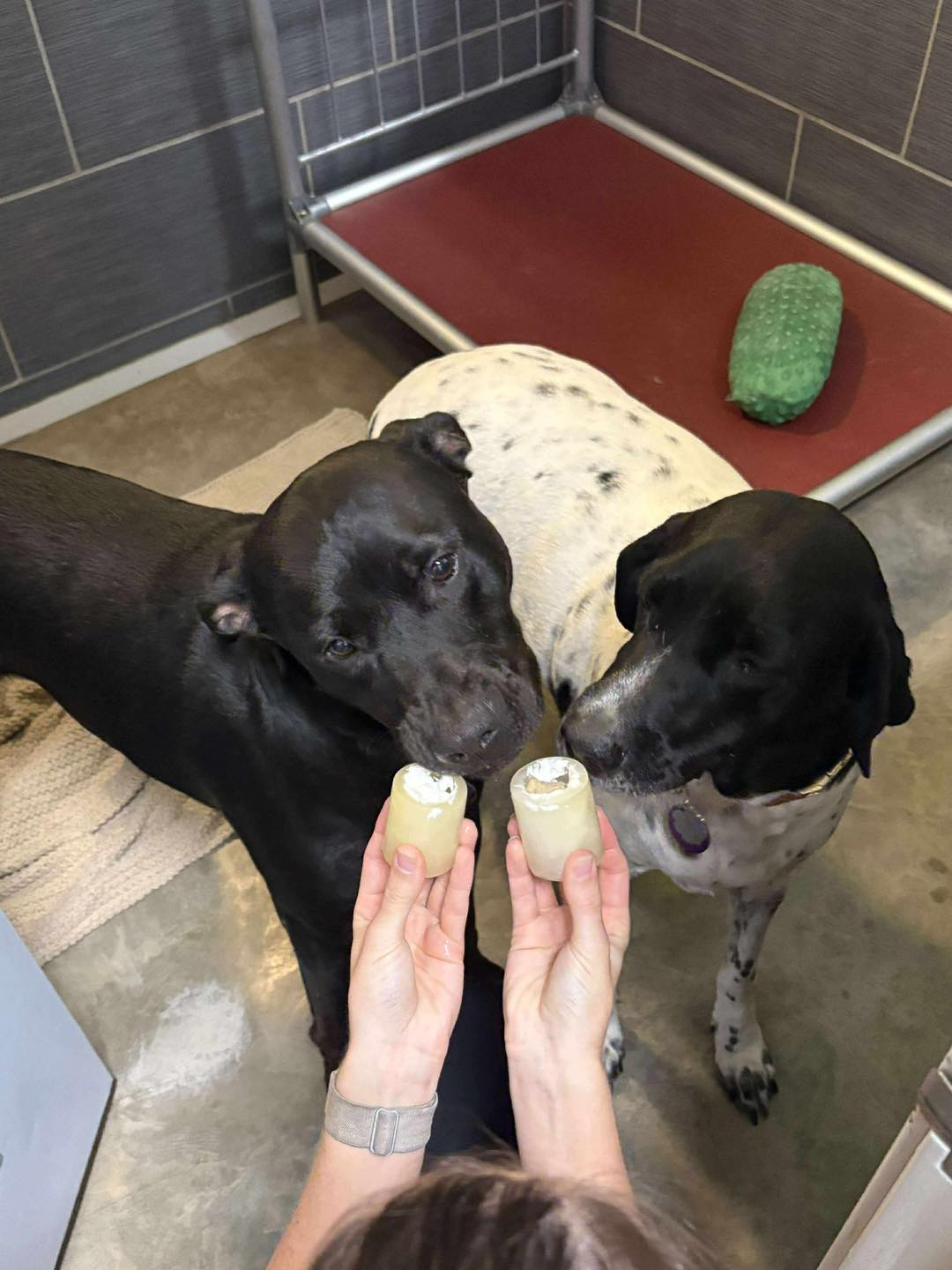 Fast Track Canine Activity Center - Dog Boarding, Daycare, Grooming, Training - Cedar Falls IA