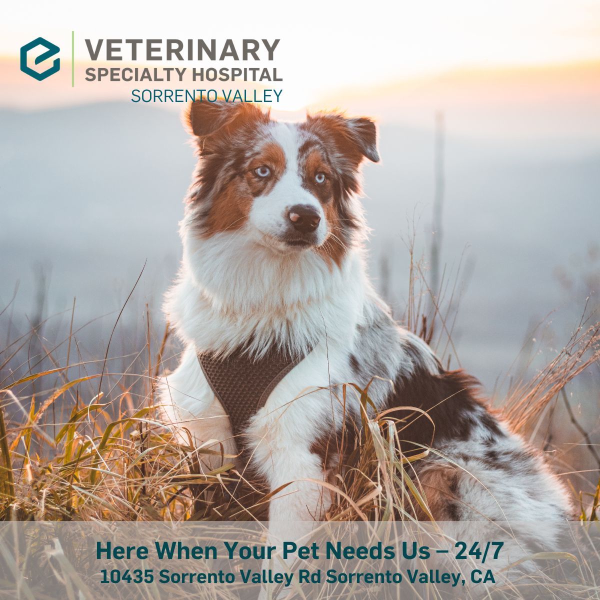 Veterinary Specialty Hospital Sorrento Valley Veterinarian ad creative