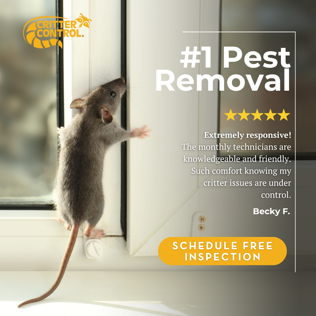 Critter Control Pest Control ad creative