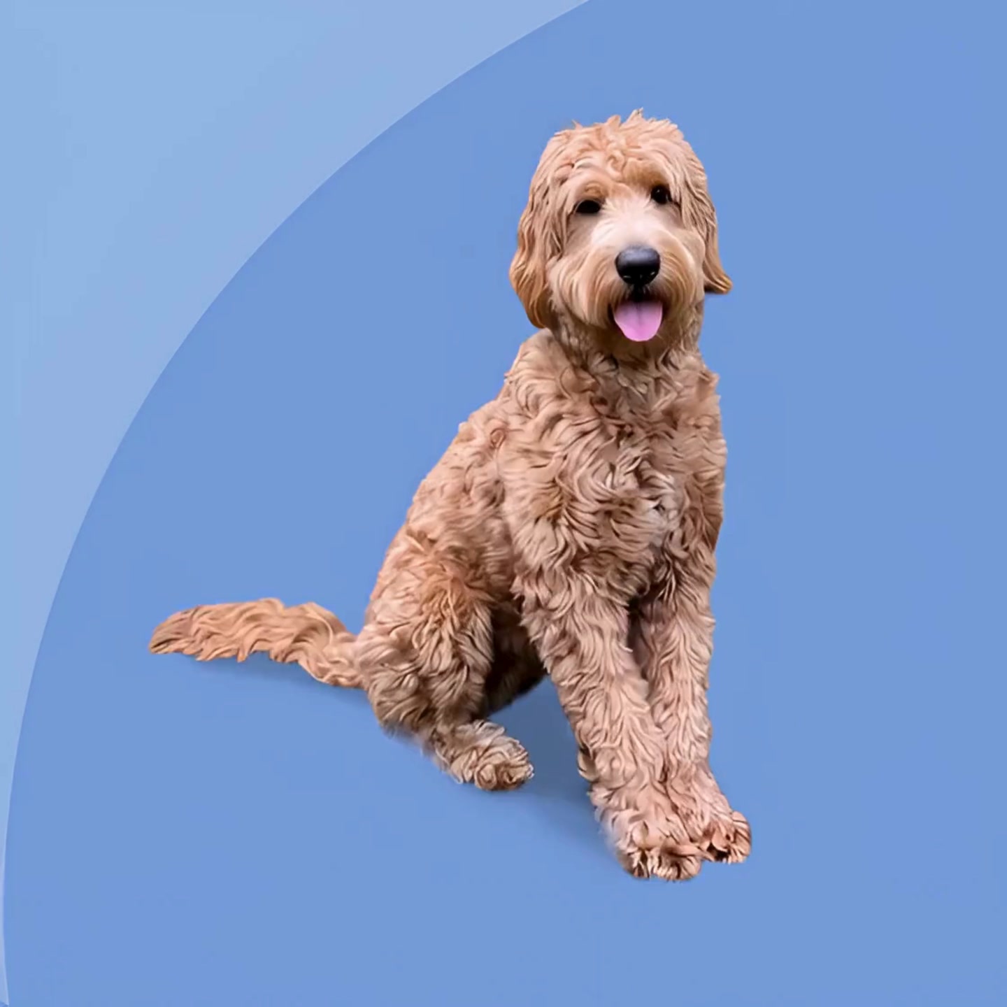 Detroit’s Award-Winning Dog Grooming - Call Now!