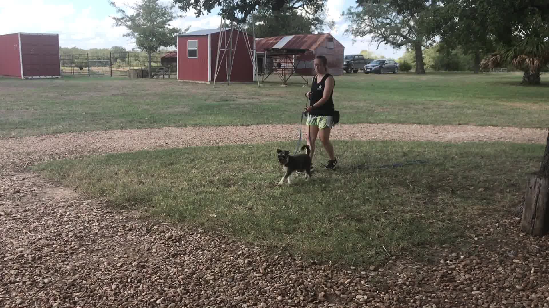 Serenity Ranch Kennels Training Center and Pet Supplies Dog Training ad creative