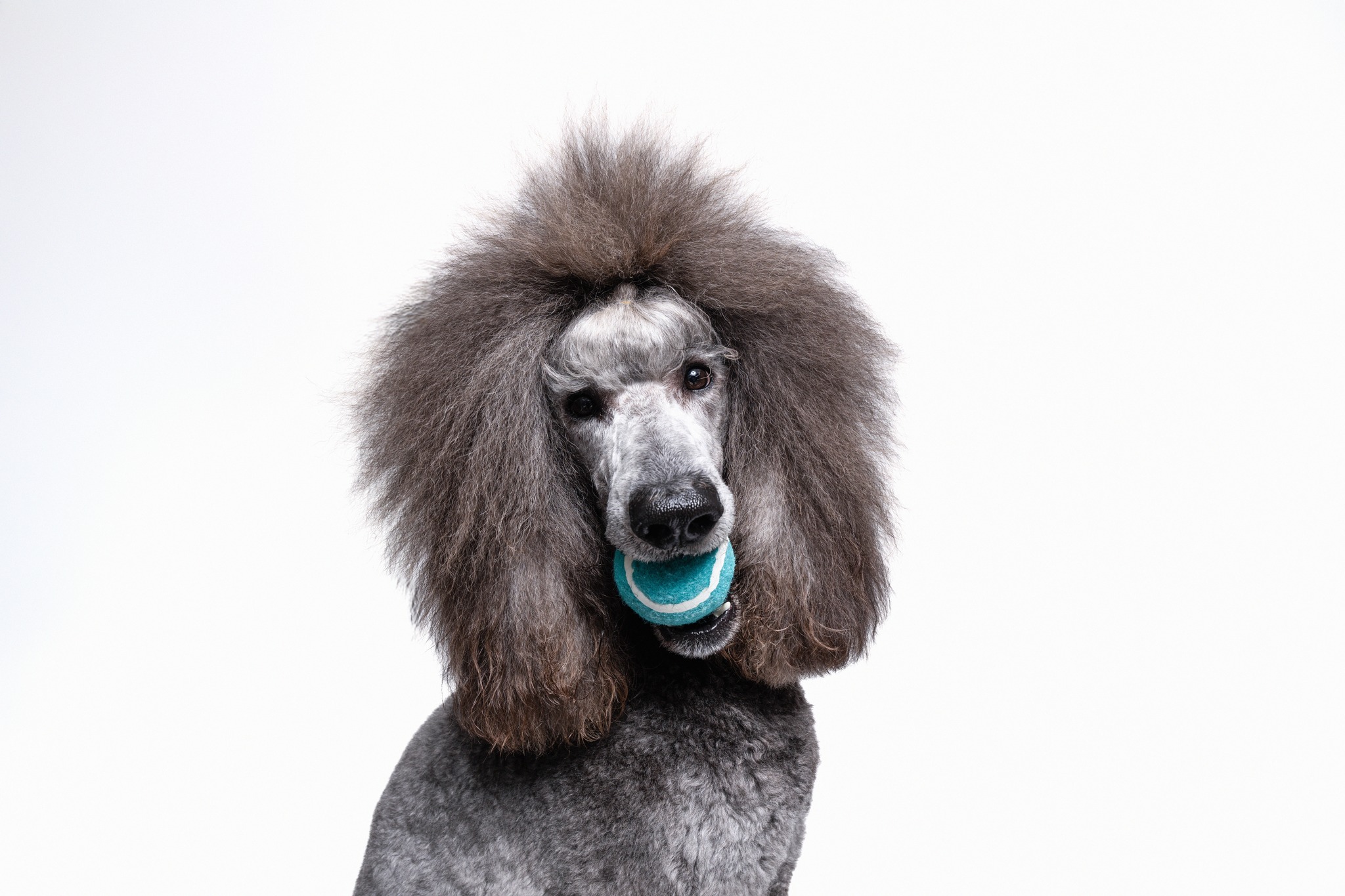 Olive & Company Pet Spa and Retreat