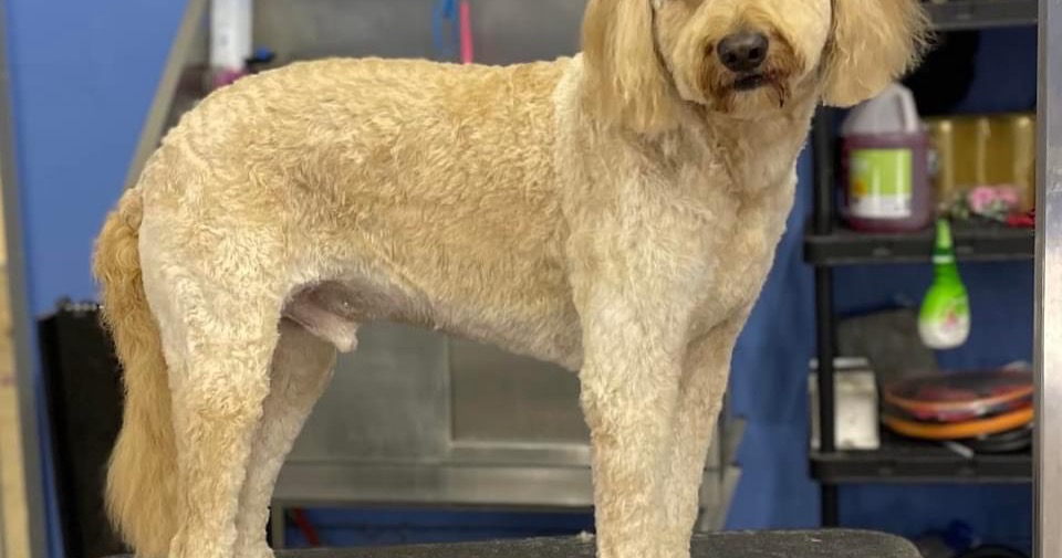 Posh Paws Parlour & Boarding