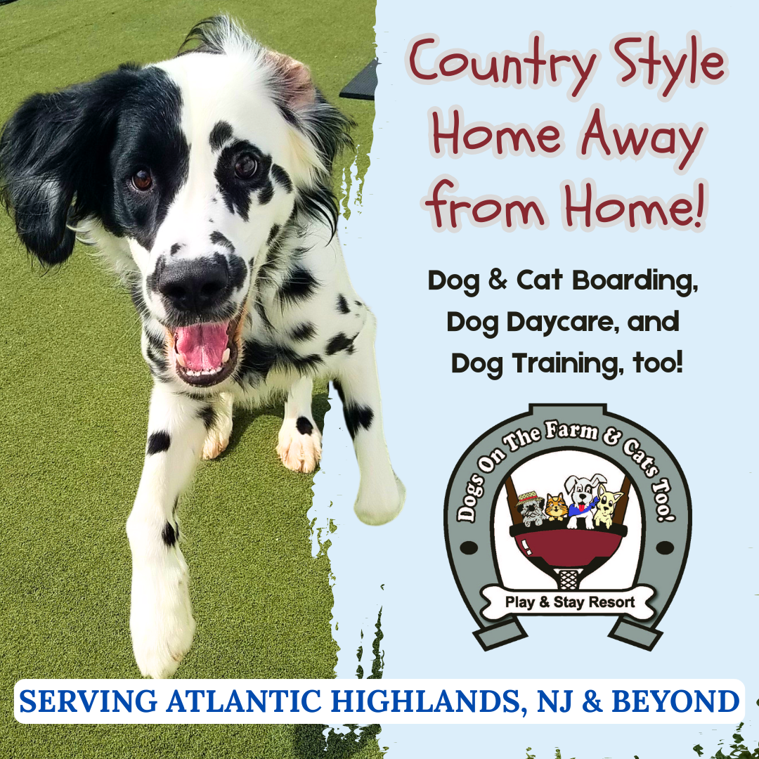 Dogs on the Farm & Cats, too! Pet Boarding ad creative