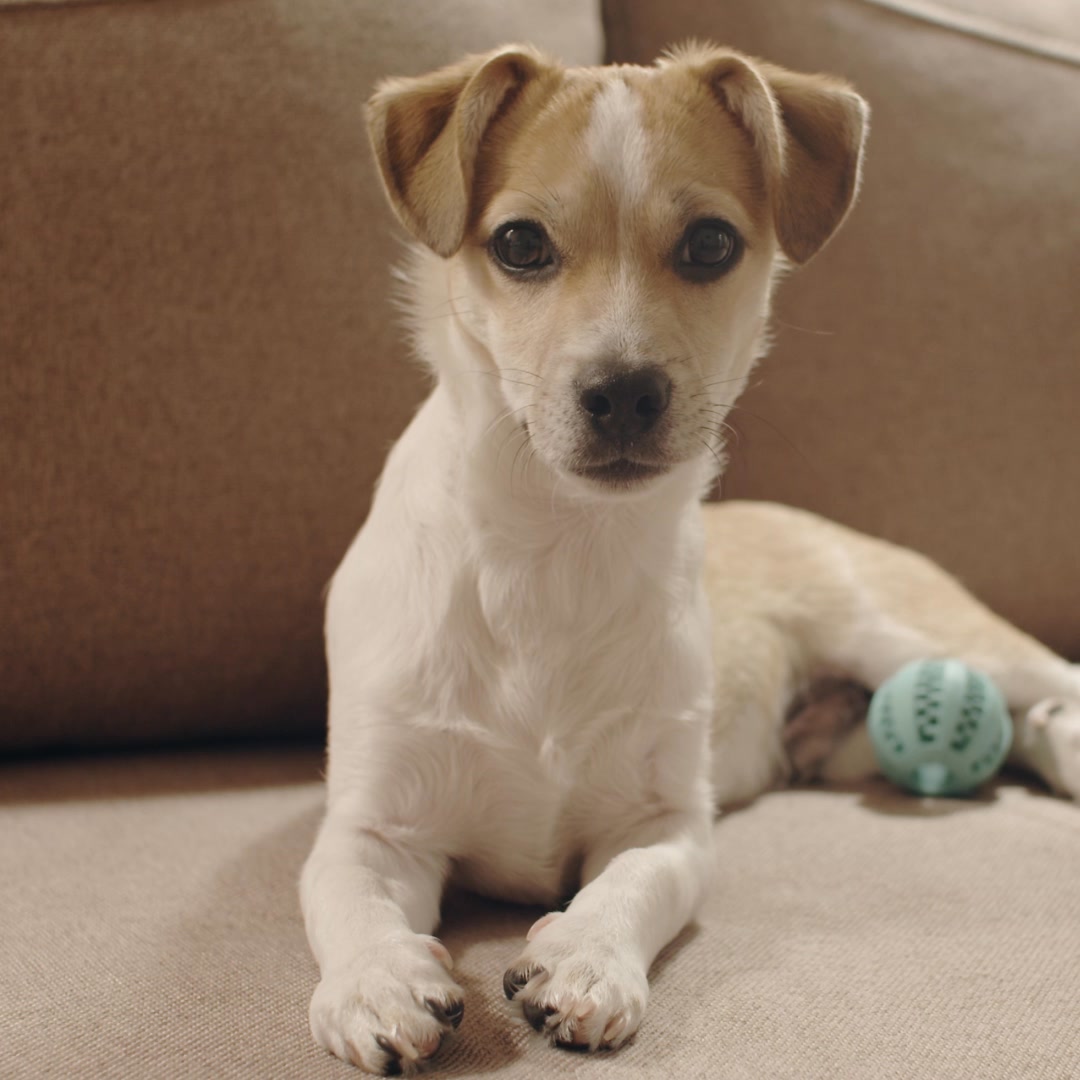 Action Pack Dog Center - Round Rock Pet Boarding ad creative