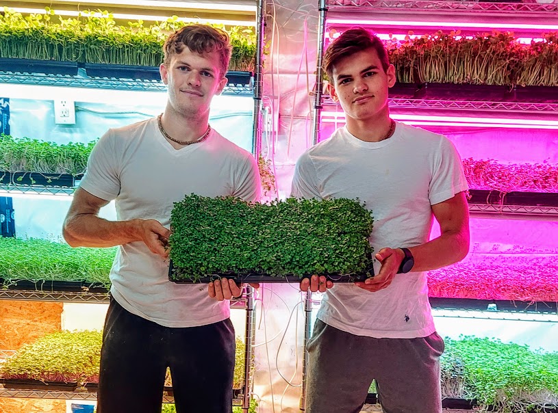 Golokal Microgreens