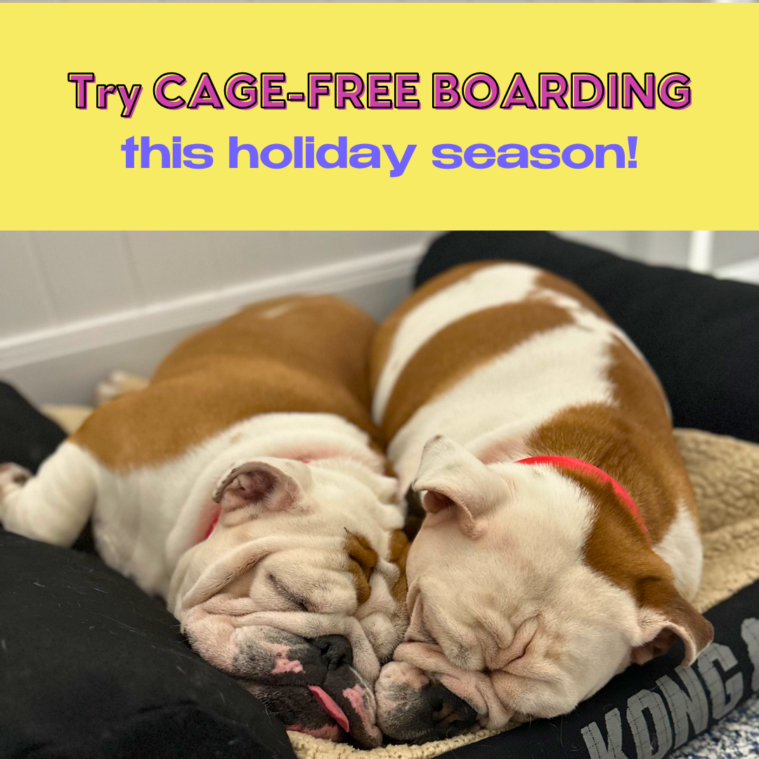 Dan's Pet Care Pet Sitting ad creative