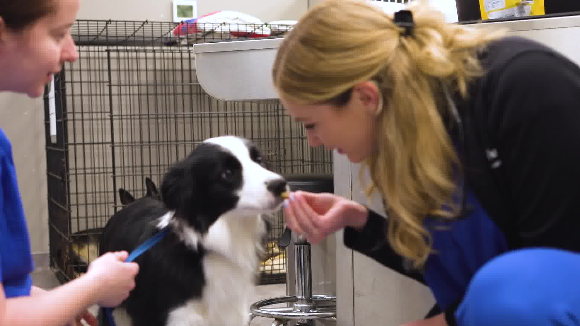 CityVet | West 7th - Book Now