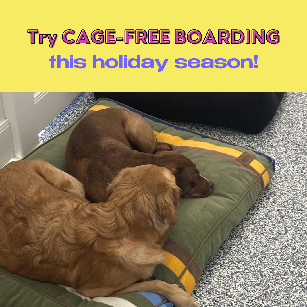Thanksgiving Boarding Filling Fast!