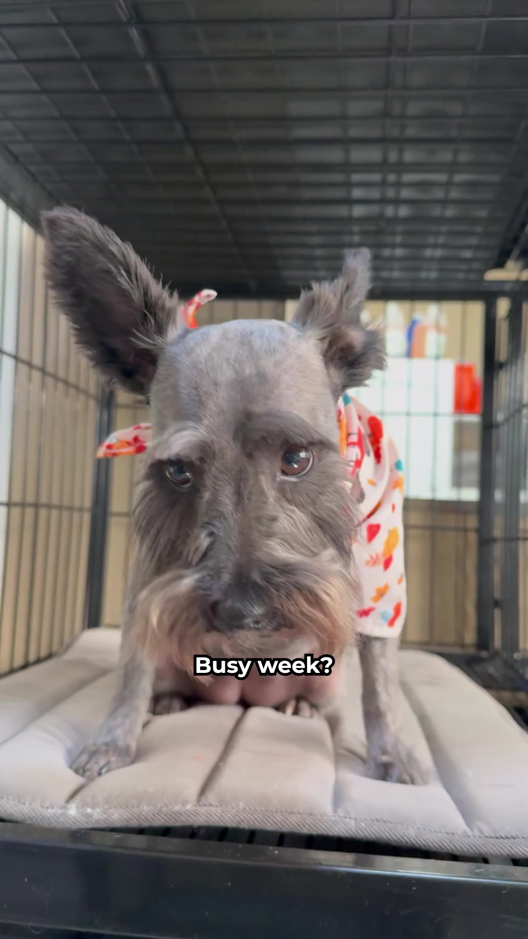 Today's Pet Care Pet Boarding ad creative