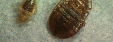 Optimus Pest & Wildlife Solutions