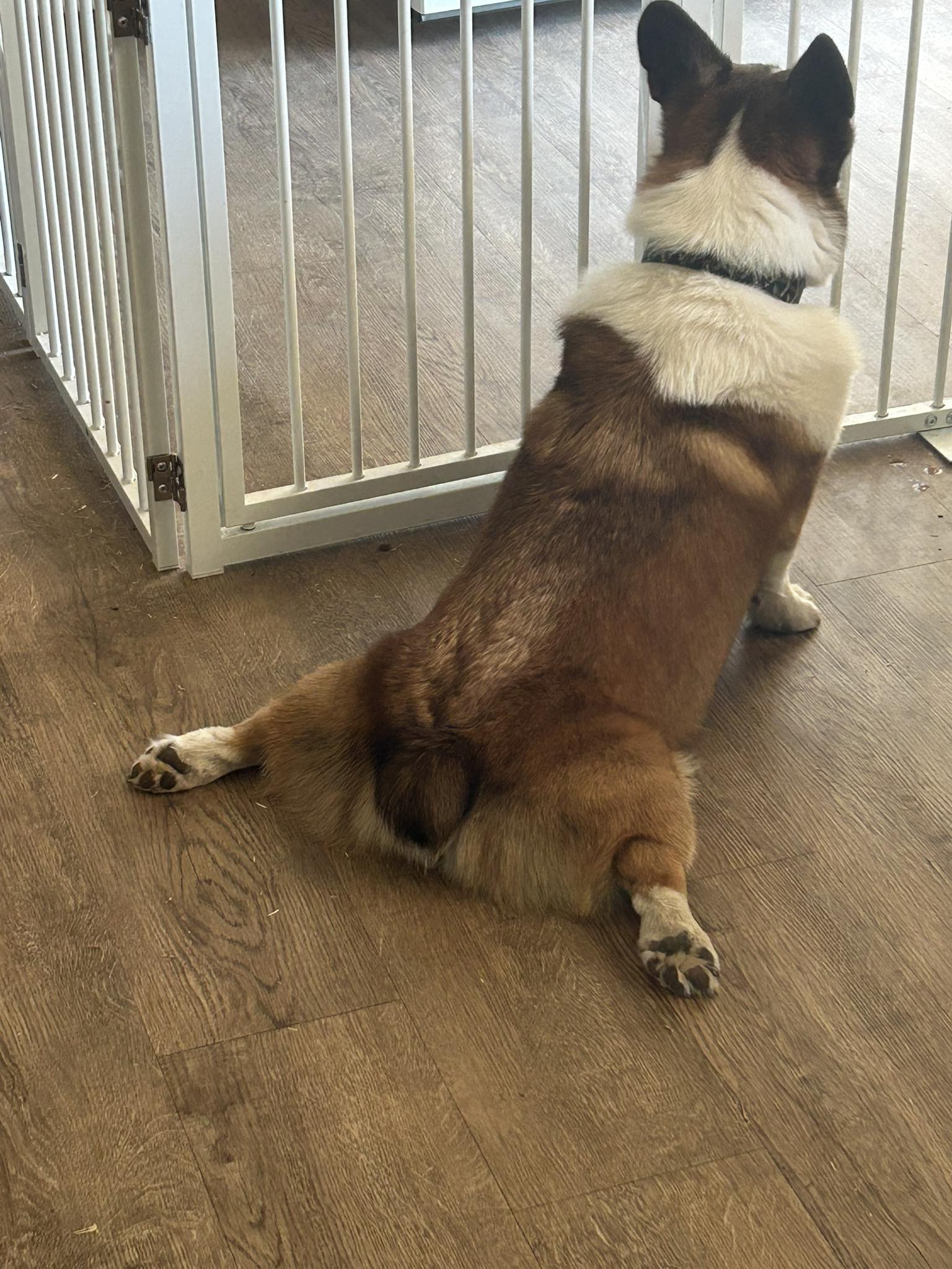 Leash and Collar Pet Care Pet Boarding ad creative