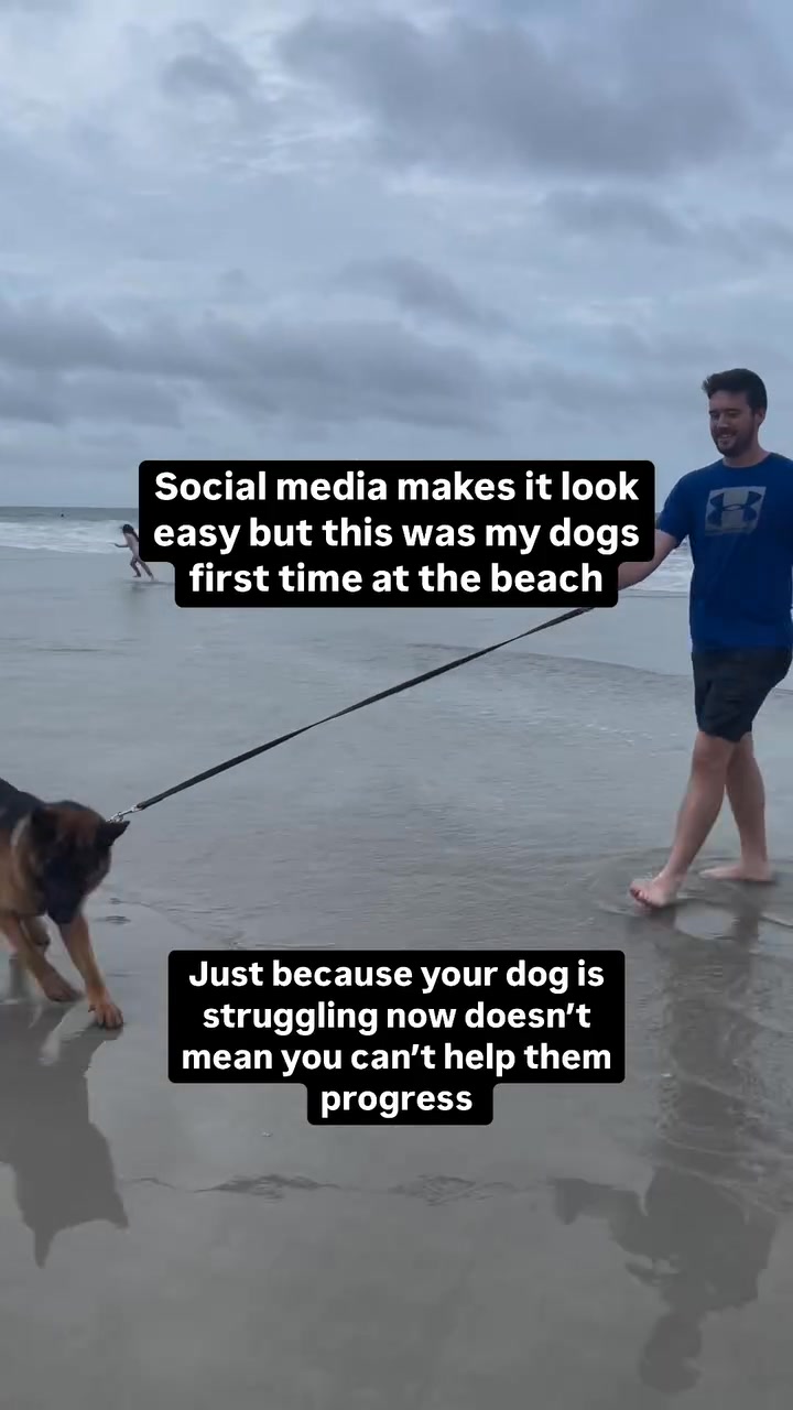 Does Your Dog NEED Training?