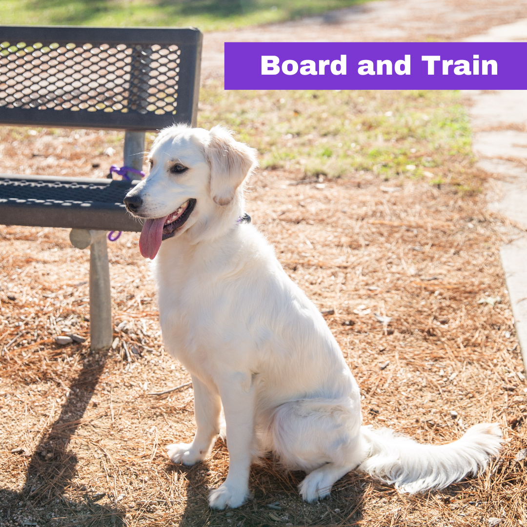 The Dog Wizard Dog Training ad creative