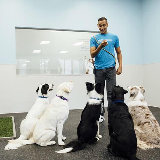 Dogtopia of Lafayette Pet Boarding ad creative