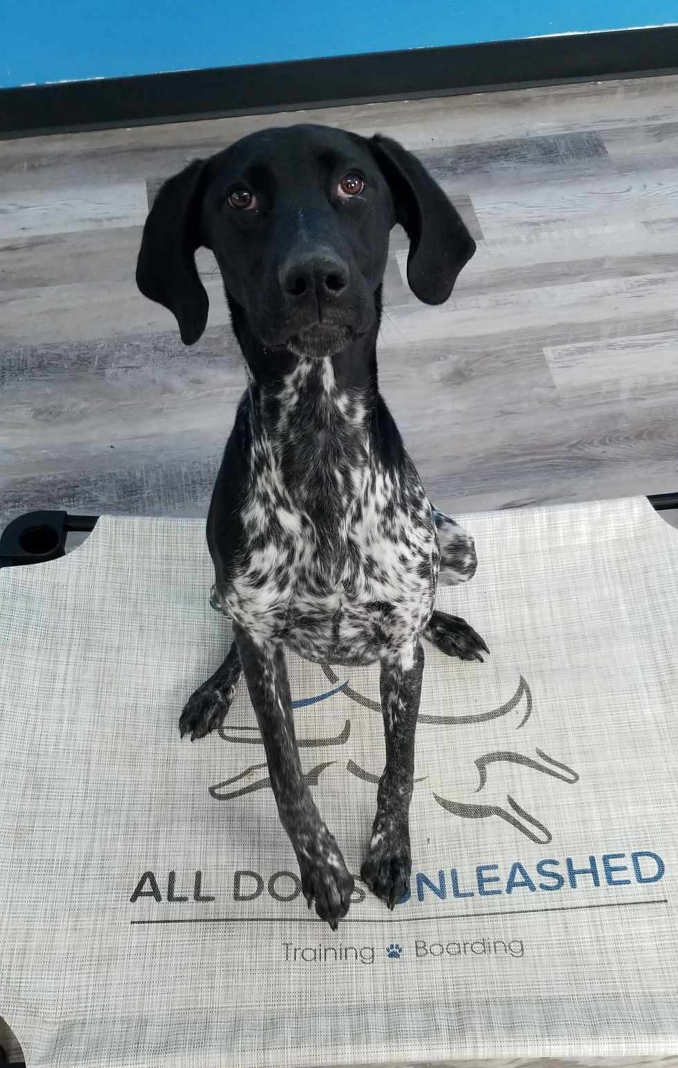 All Dogs Unleashed - Colorado Springs, CO