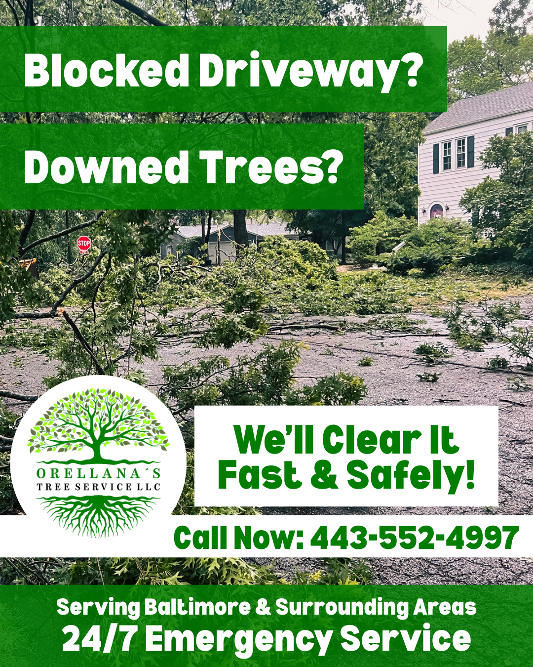 Professional Tree Care You Can Trust
