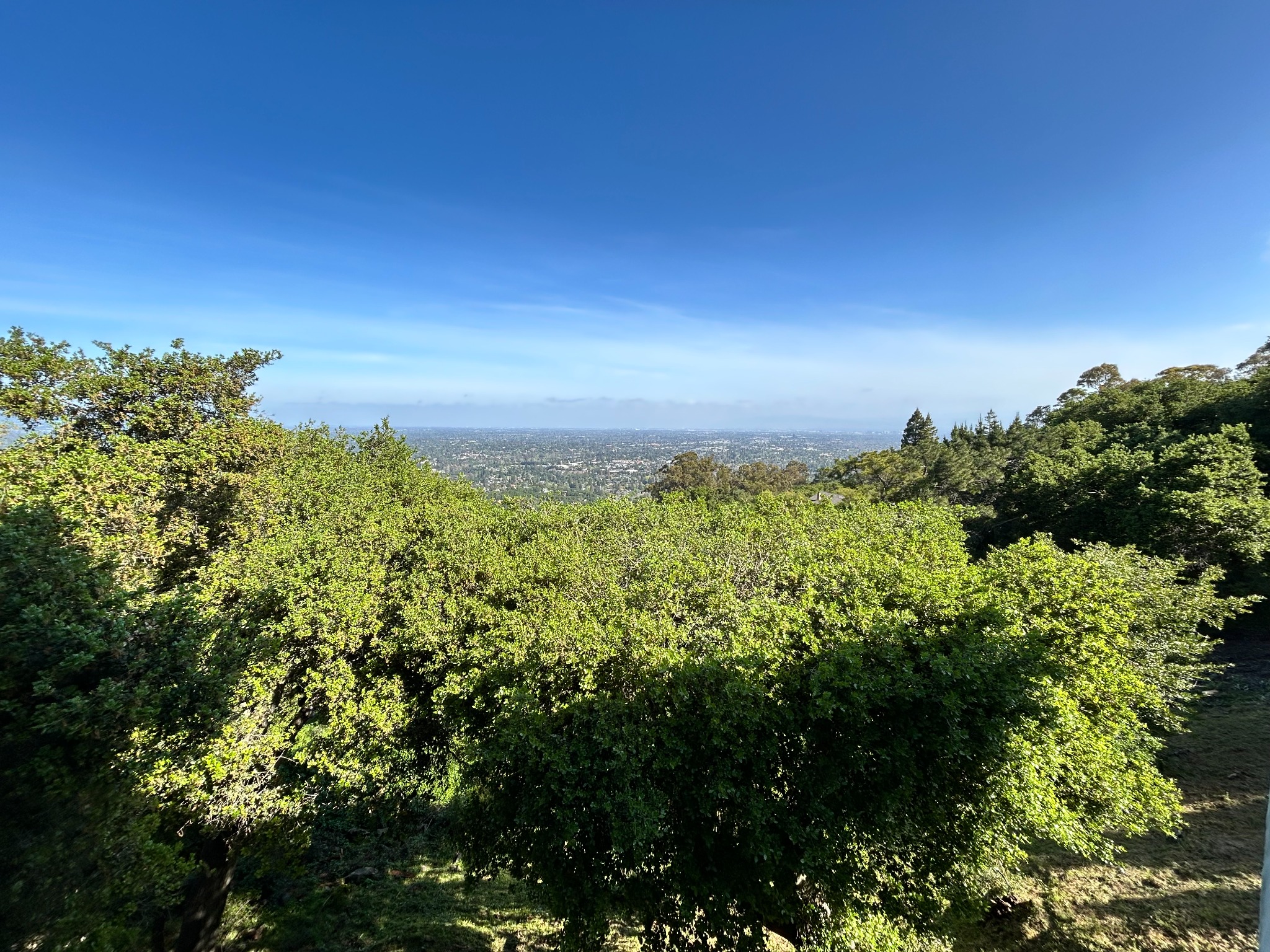 $1,000 OFF Tree Trimming Now!