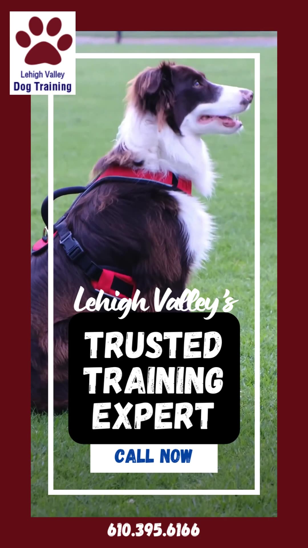 40+ Years Helping Dogs & Owners!