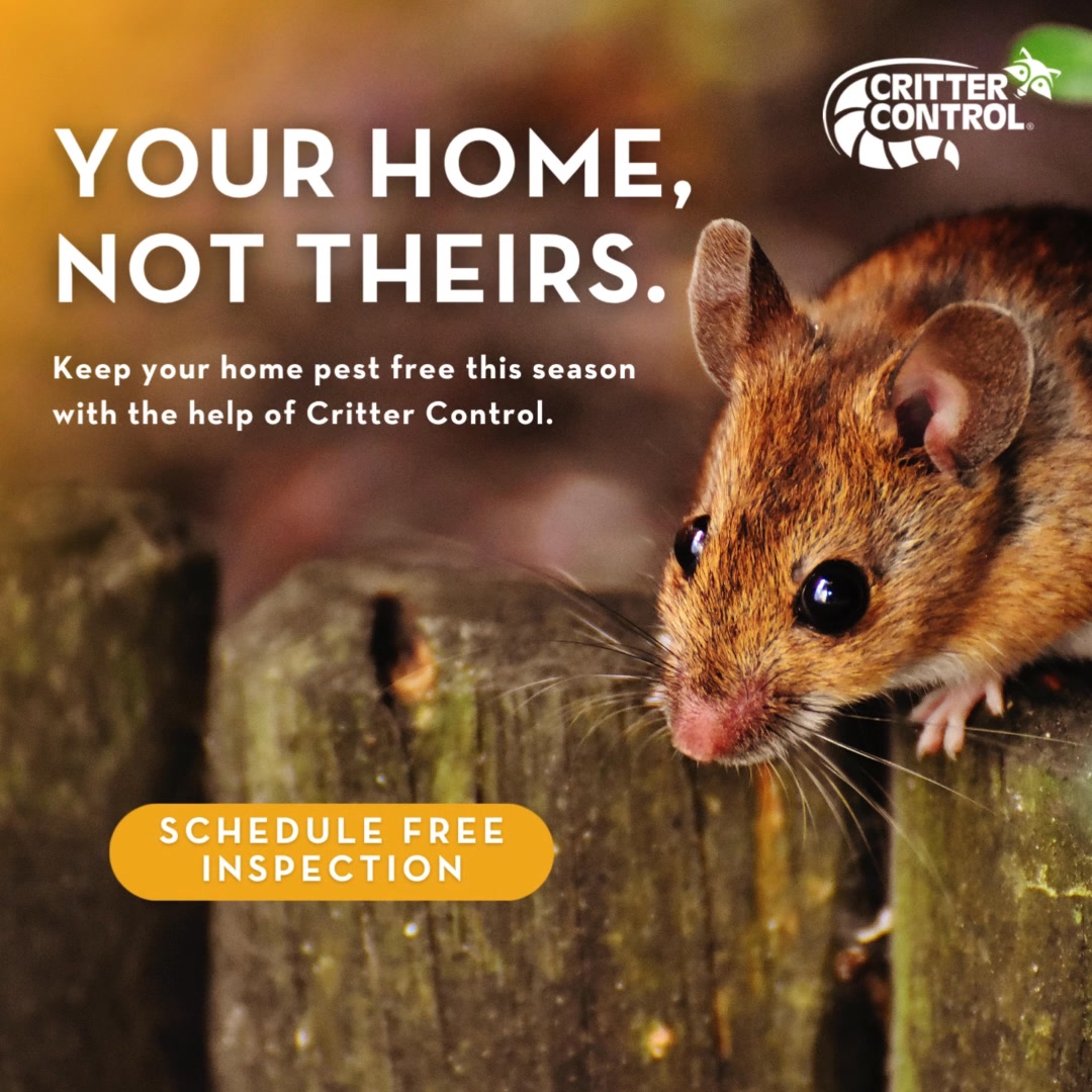 Keep Your Home Safe & Rodent Free