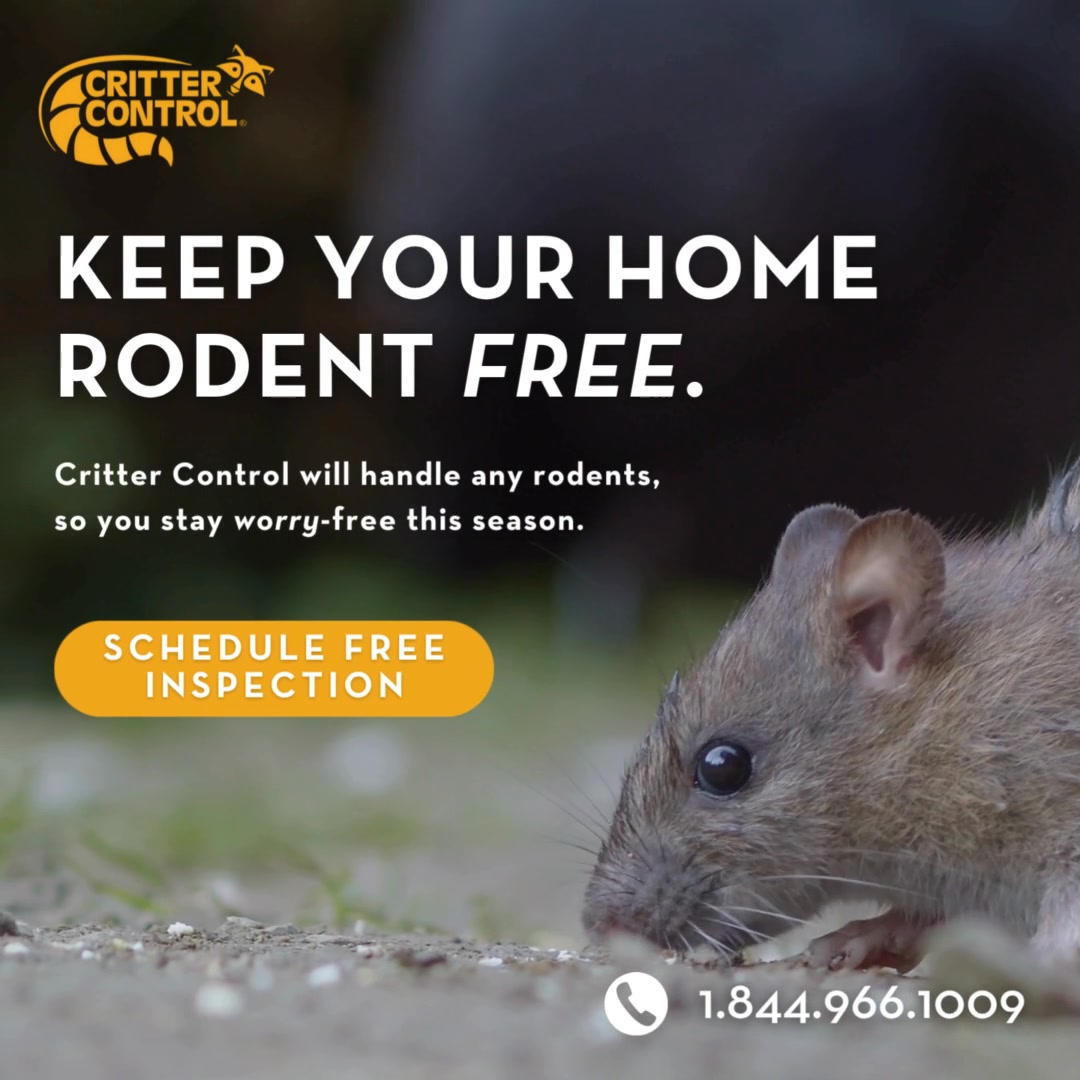Keep Your Home Safe & Rodent Free