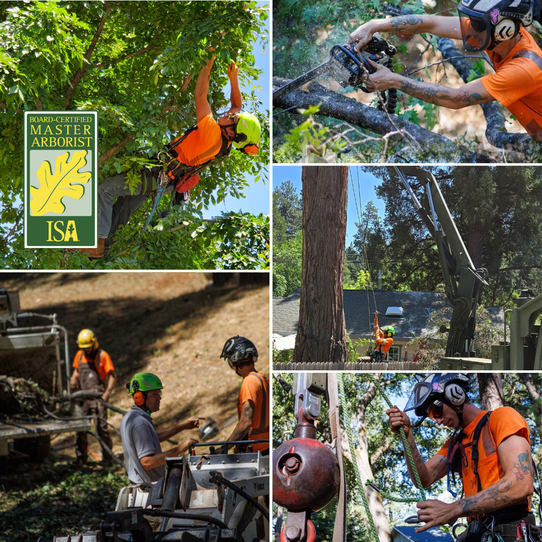 Work With the 2% Elite: Hire a Master Arborist.