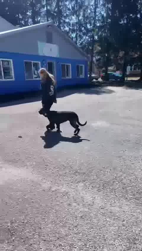 Got Dog Problems? Bucks is the Answer!