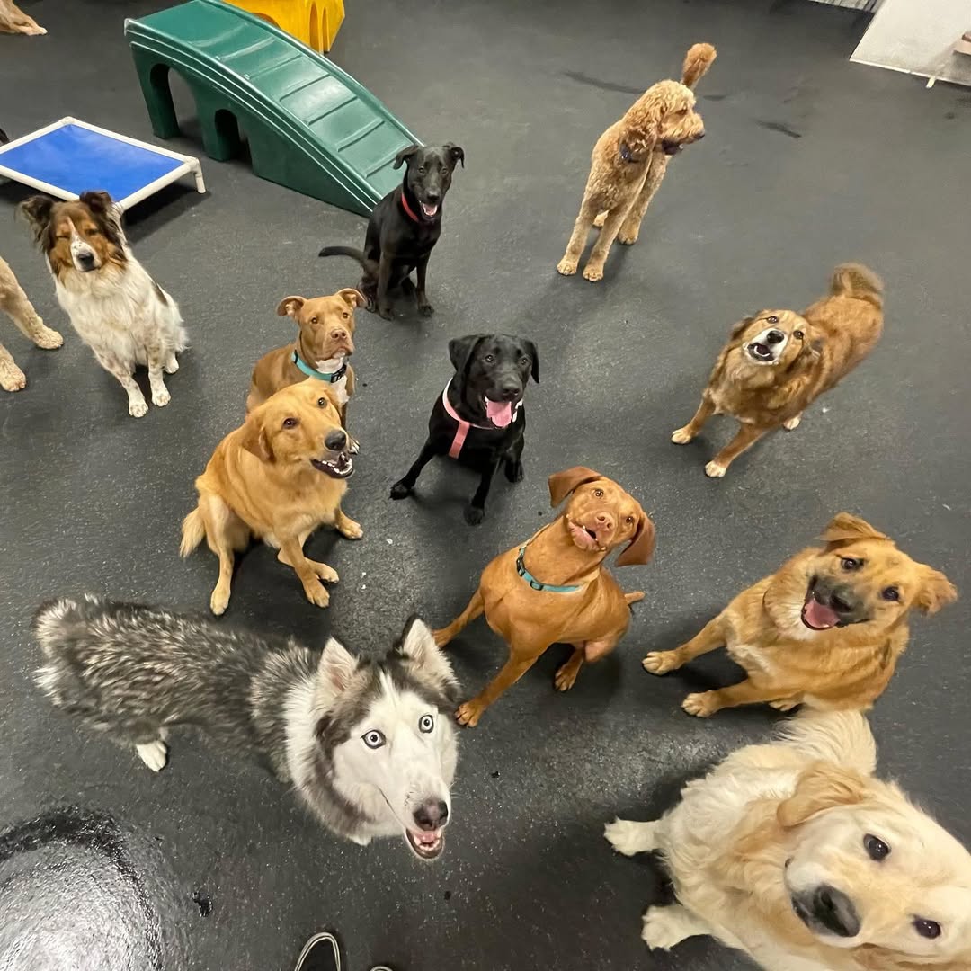 Treat Your Dog to 3 Free Days