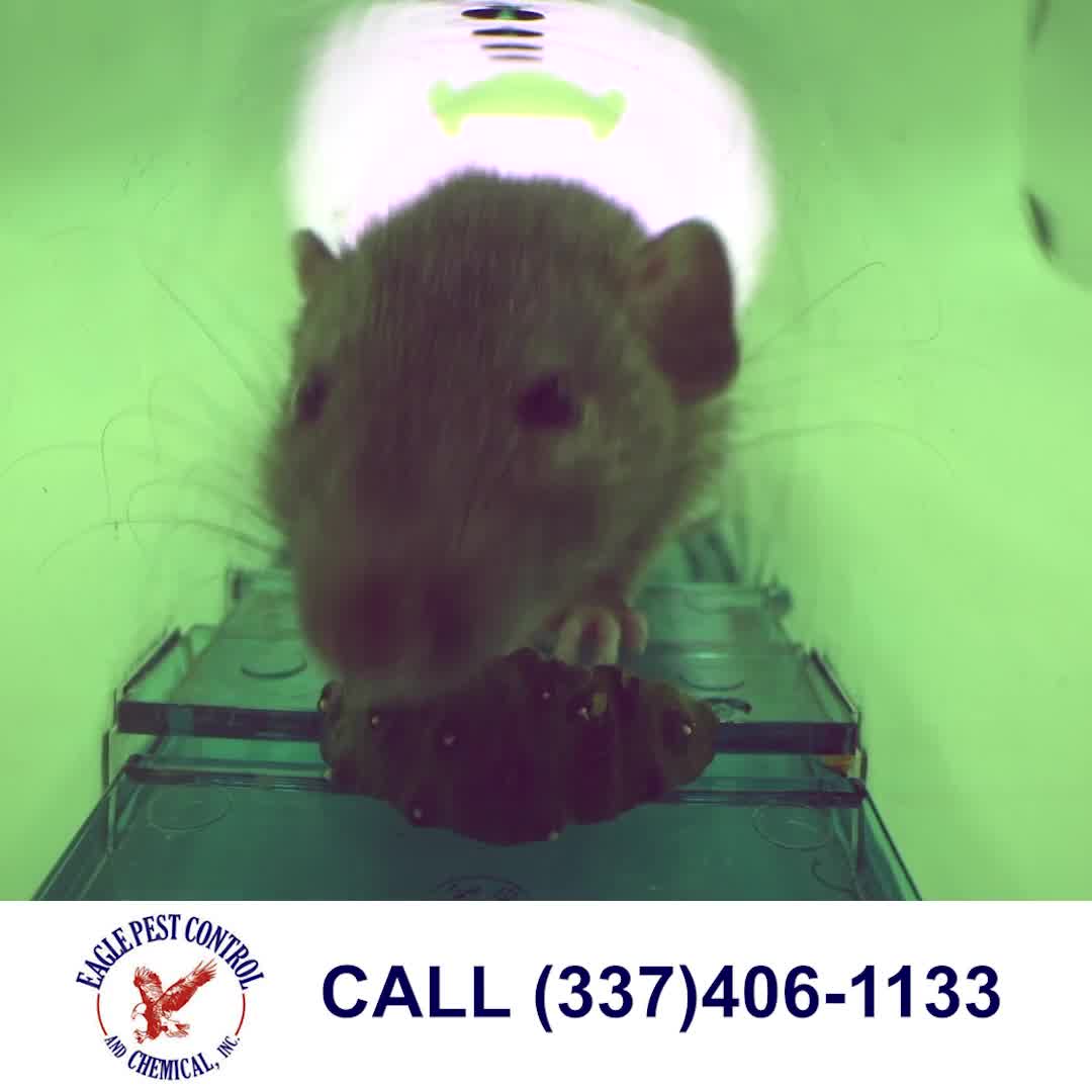 Be prepared for Rodent Infestation