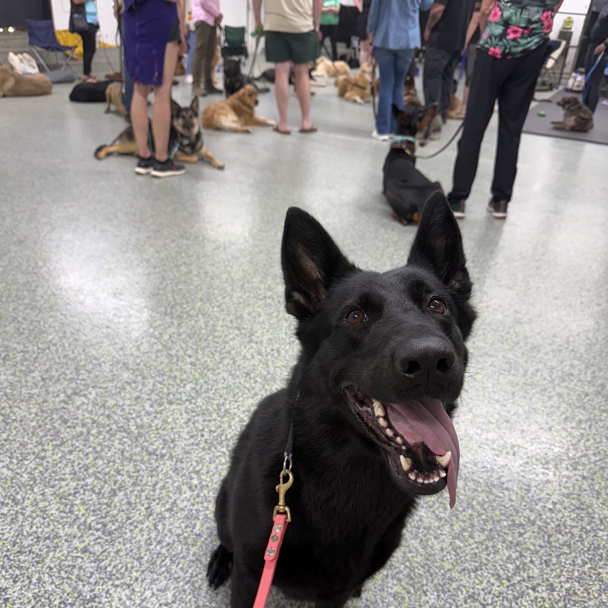 Online booking - Fairy Tail K9 LLC