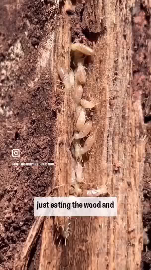 Green Machine Pest Control Pest Control ad creative