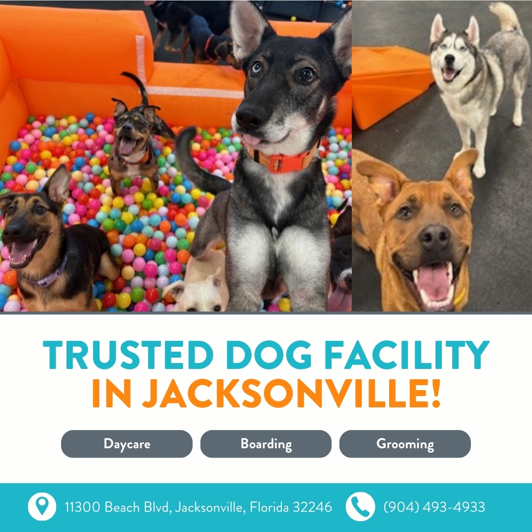 Today’s Pet Care Pick: Dogtopia Jacksonville