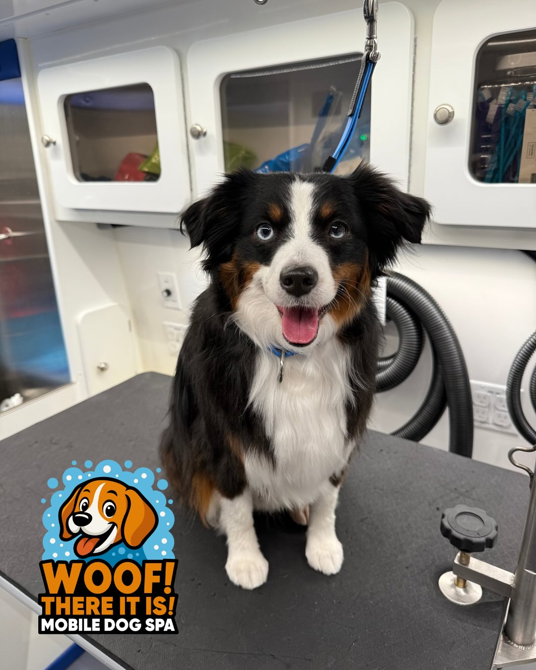 Woof There It Is Mobile Dog Spa