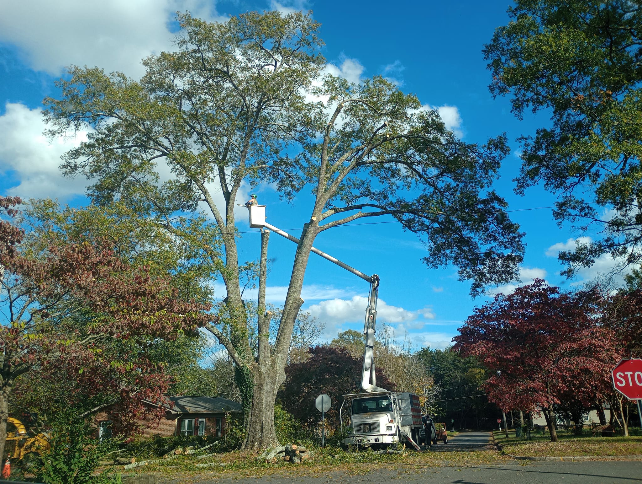 Liberty Tree Service Tree Service ad creative