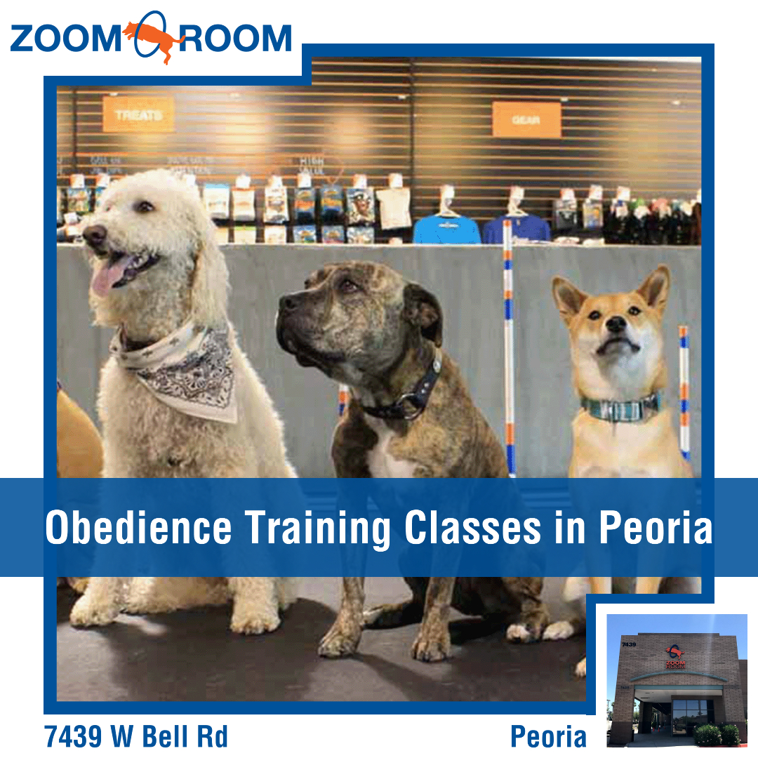 Zoom Room Dog Training