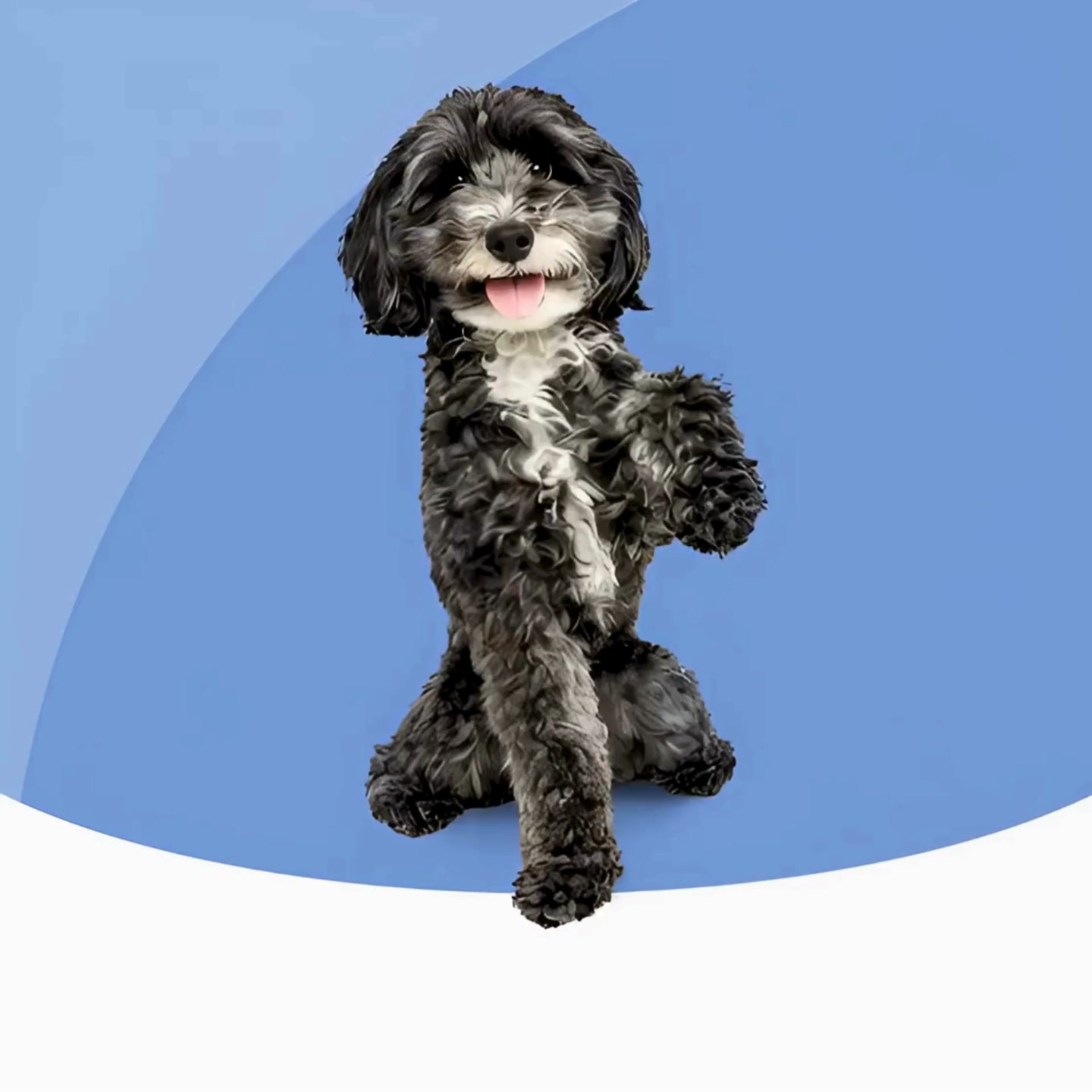 Canine To Five Ferndale Pet Grooming ad creative