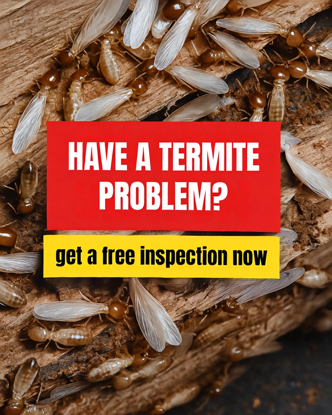 Termites Are Active In San Jose
