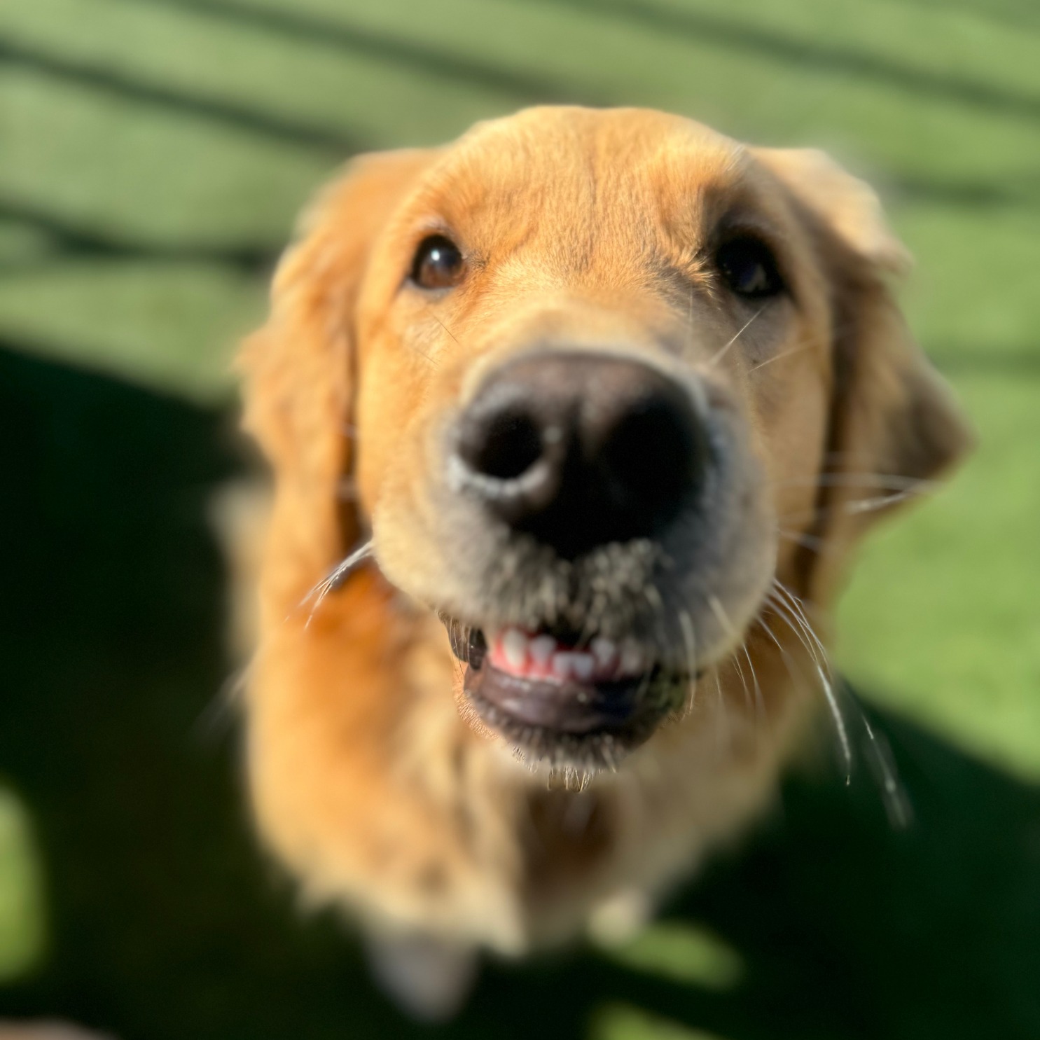 Golden Paws #1 Dog Daycare with Obedience School Included - First Day FREE!