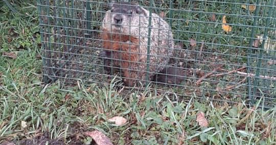 Michigan’s Bat Expert/Bat Specialists Of