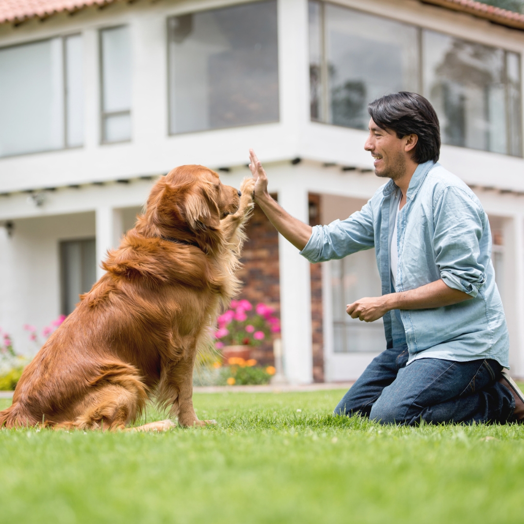 Trusted & Reliable Dog Training Experts