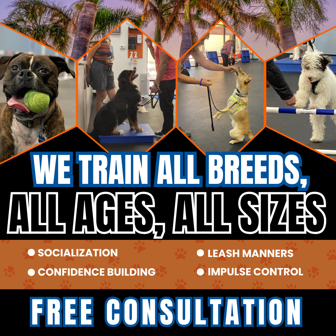 🐶 THE ANSWER TO YOUR DOG PROBLEMS!