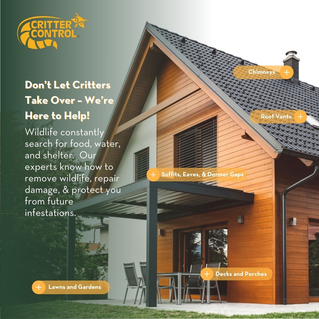 Fast & Reliable Wildlife Removal