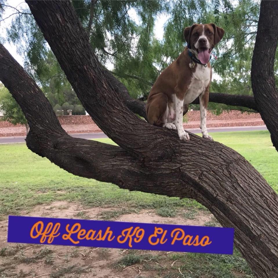 Off Leash K9 Training LLC, El Paso TX Dog Training ad creative